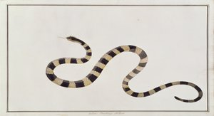 Ular Pontong Teboo、マラッカの動物、昆虫、爬虫類の絵から、1805-18年頃（紙とトイレ、ガッシュ）